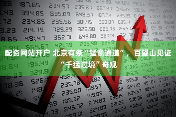 配资网站开户 北京有条“猛禽通道”，百望山见证“千猛过境”奇观